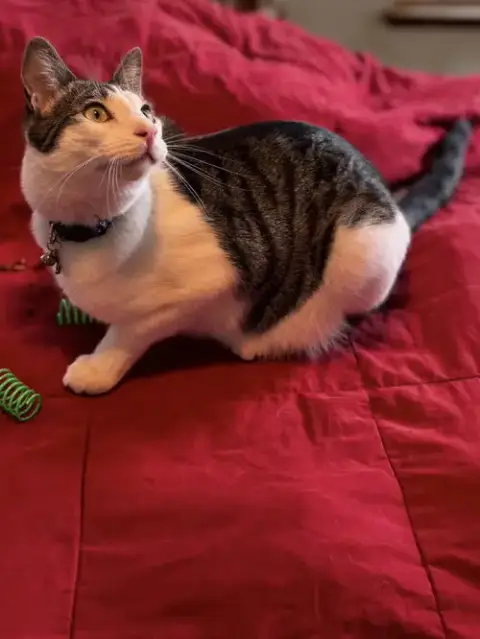 Kelly Cat