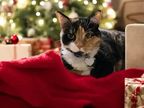 Patches photo 3