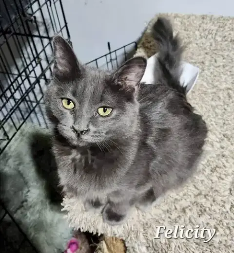 Felicity photo 2