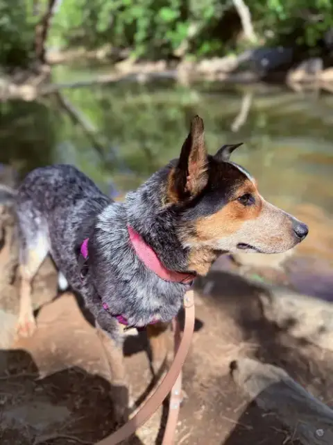 Allie: Not At Shelter photo 4