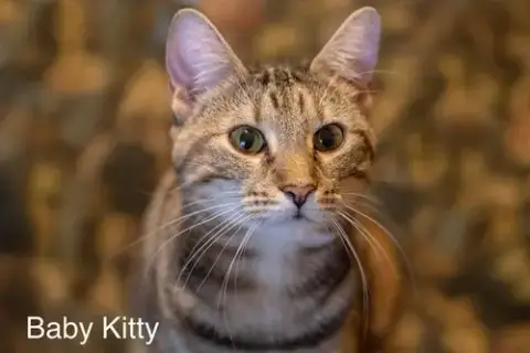 Baby Kitty photo 2