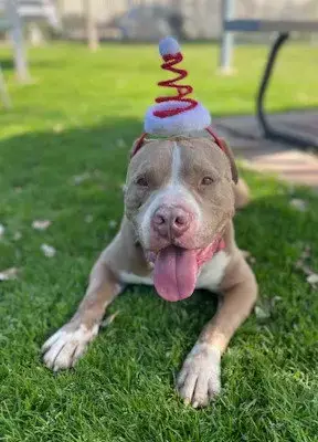 Santa