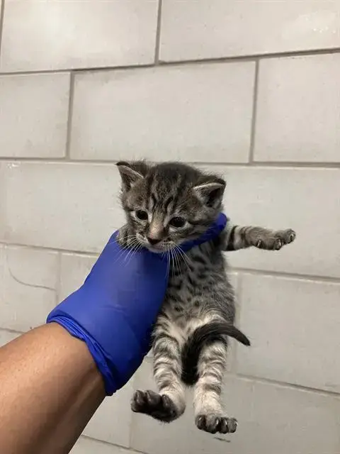 Pepper