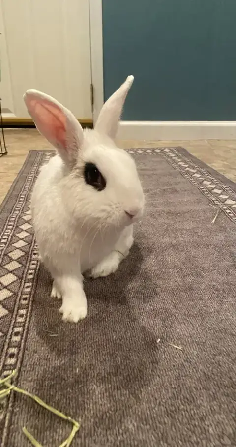 Jupiter Rabbit photo 4