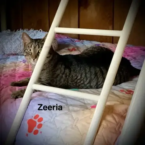 Zeeria photo 2