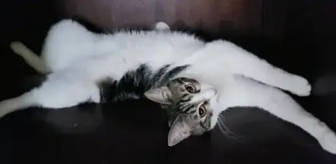 Sharleen #Stunning-Whiskers photo 5