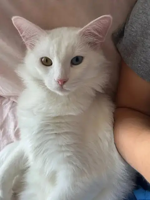 Ghostie
