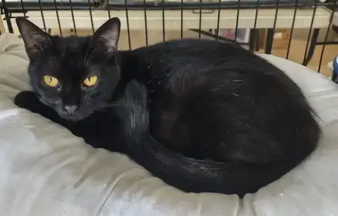Zorra