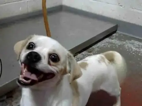 Chico