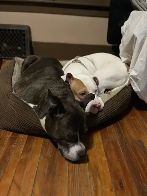 Zz Roxy~Courtesy photo 3