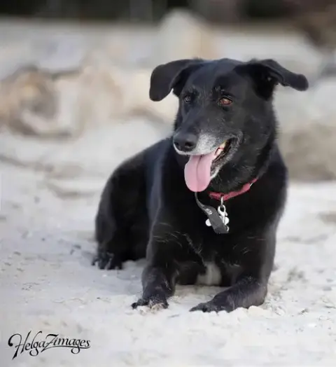 Ursa photo 4
