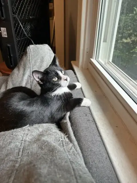 Inigo Aka Simon