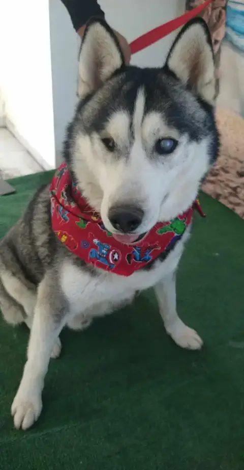 Captain Lobo photo 5