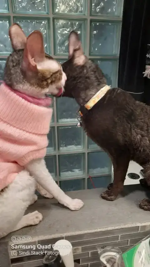 Stella Bella Bonded To Cassie photo 4