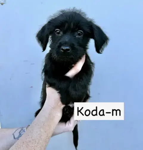 Koda photo 4