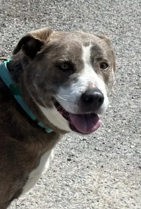 Callie: At Shelter photo 5