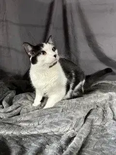 Doodle photo 3