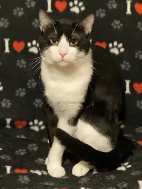 Domino photo 2