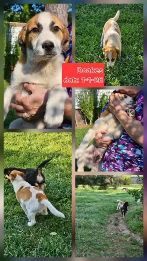 Doakes Dee photo 2