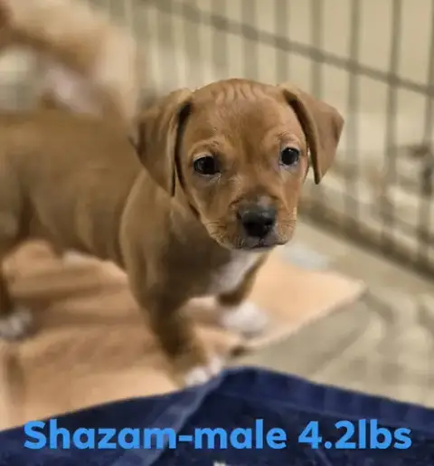 Shazam