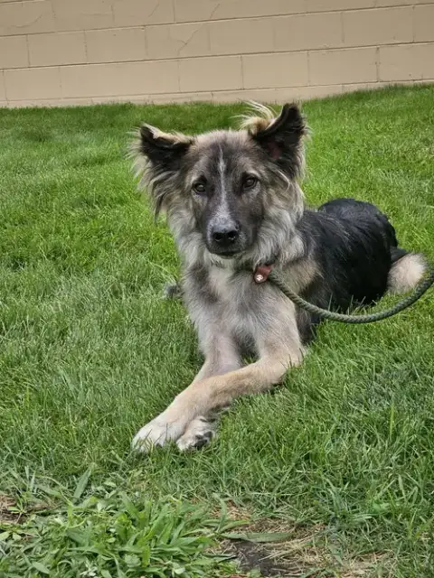 Piper photo 5