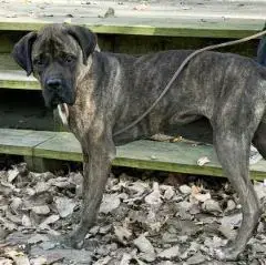 Bailey