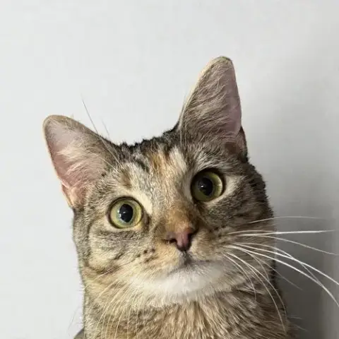 Daisy