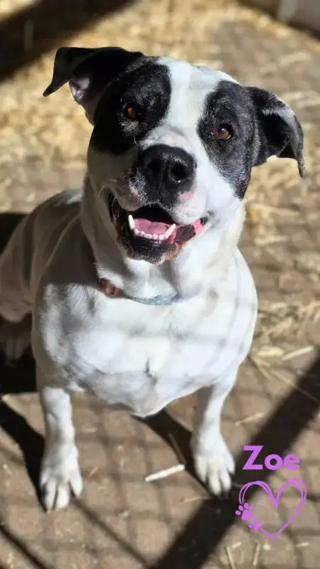 Zoe
