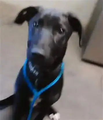 Ellie