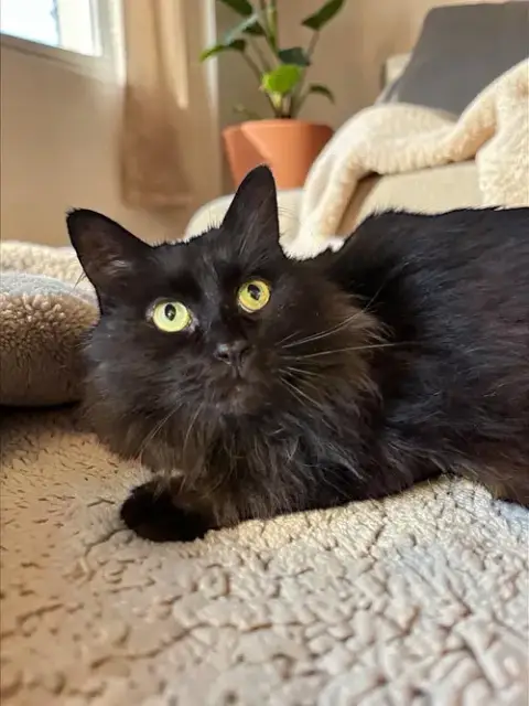 Pompom