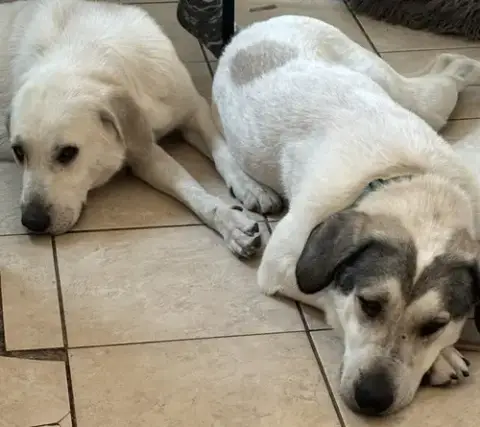 Jethro & Elly May Bonded Courtesy Listing