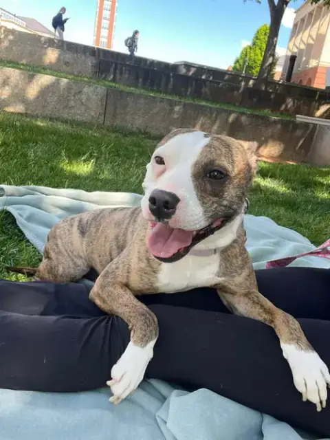 Zoey: At Shelter photo 4