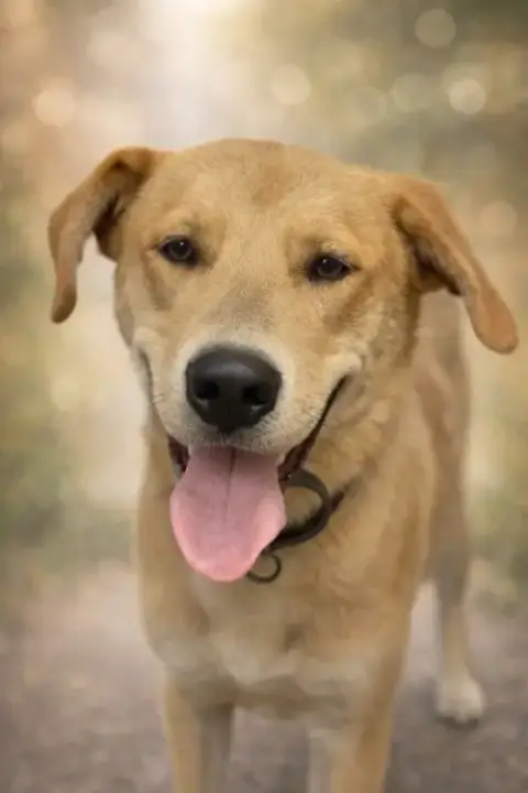 George: Not At Shelter photo 2