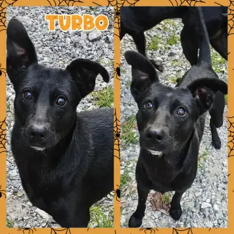 Turbo photo 5