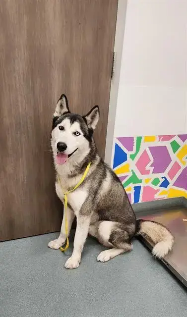 Kodiak
