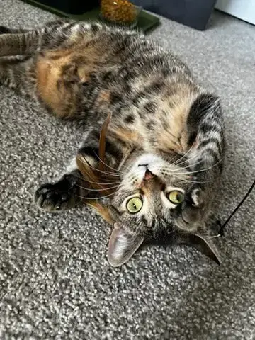 Helena