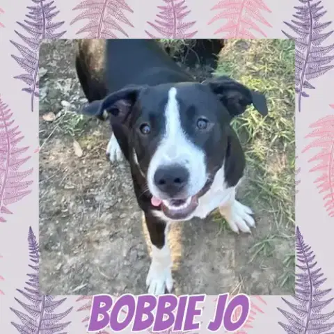 Bobbie Jo photo 2