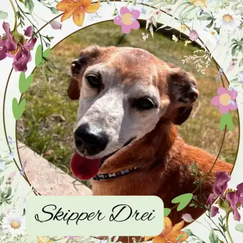 Skipper Drei