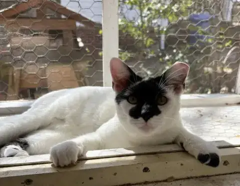 Rorschach photo 2