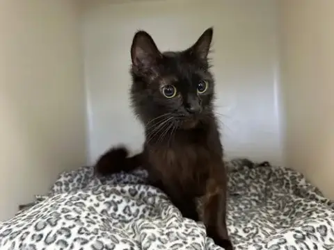 Bartholomew