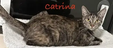 Catrina photo 3