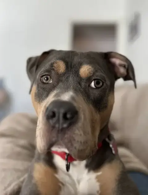 Bijou