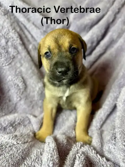 Thor