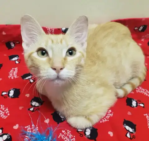 Noel #Lap-Kitty-Bed-Buddy photo 5