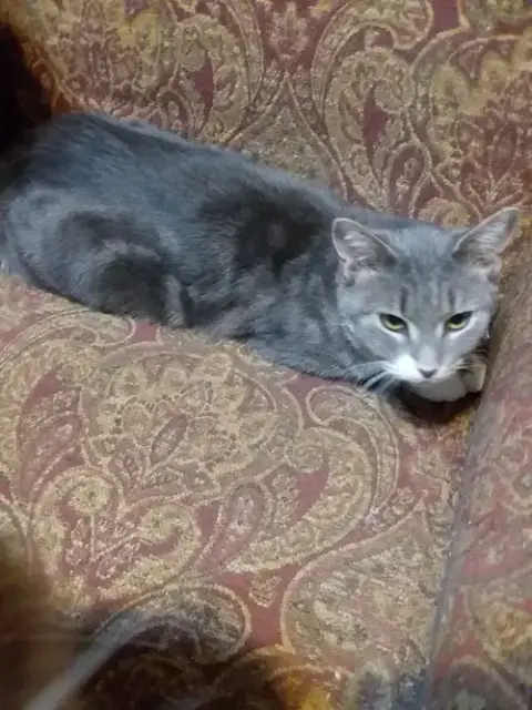 Olive photo 2