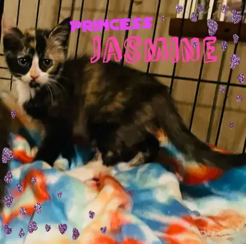 Jasmine photo 5