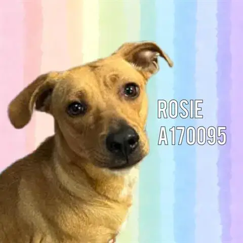 Rosie