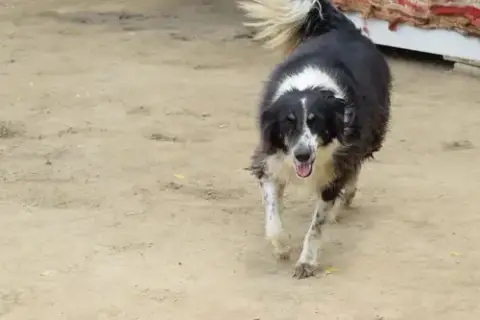 Mowgli photo 5