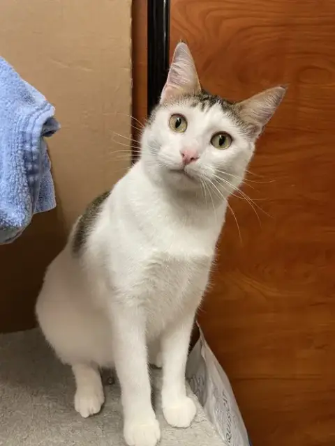 Sofia