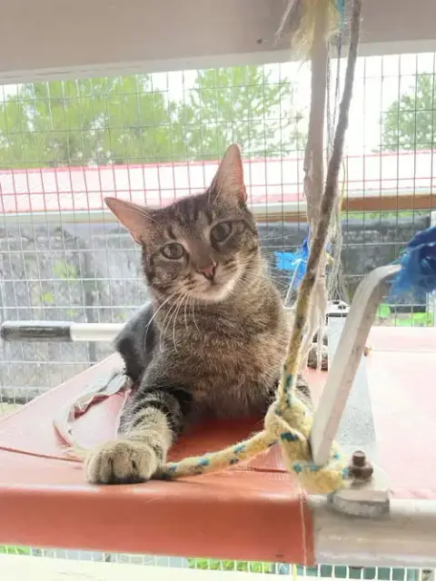 Tigger photo 4